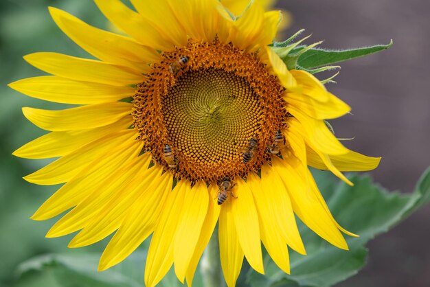 Close-up of yellow sunflower