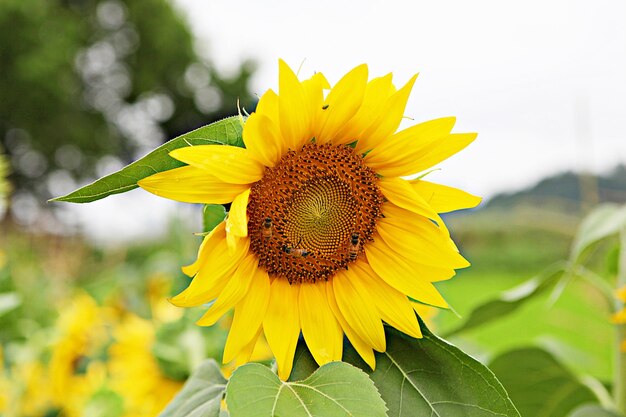 Close-up of yellow sunflower