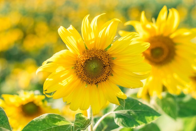 Close-up of yellow sunflower