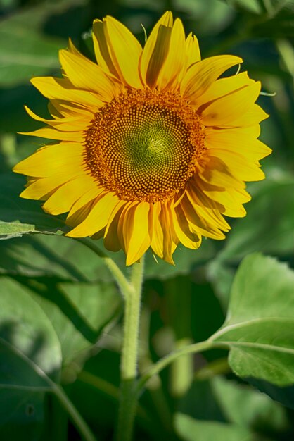 Close-up of yellow sunflower