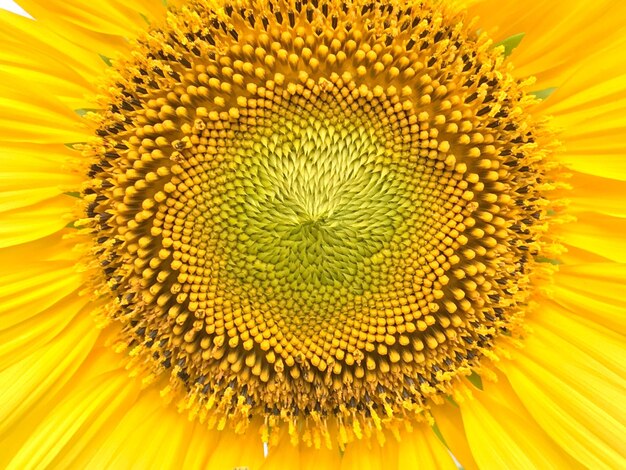 Close-up of yellow sunflower