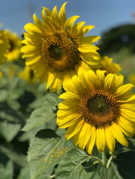 Photo close-up of yellow sunflower