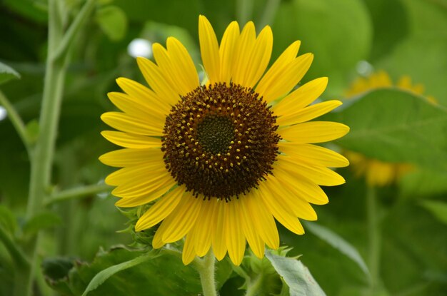 Close-up of yellow sunflower