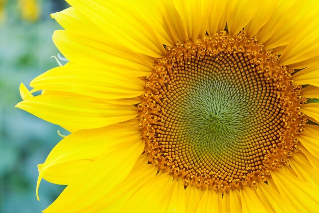 Close-up of yellow sunflower