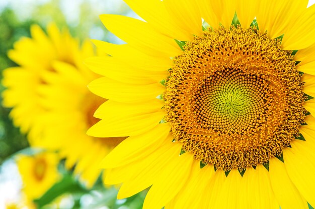 Close-up of yellow sunflower