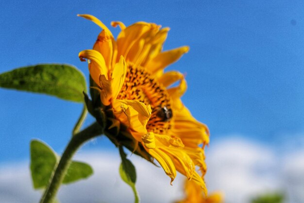 Close-up of yellow sunflower