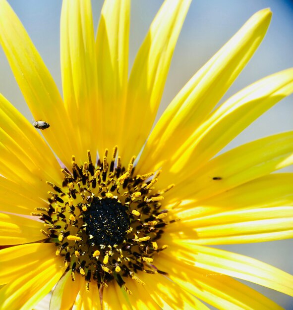 Close-up of yellow sunflower