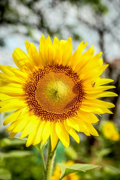 Close-up of yellow sunflower