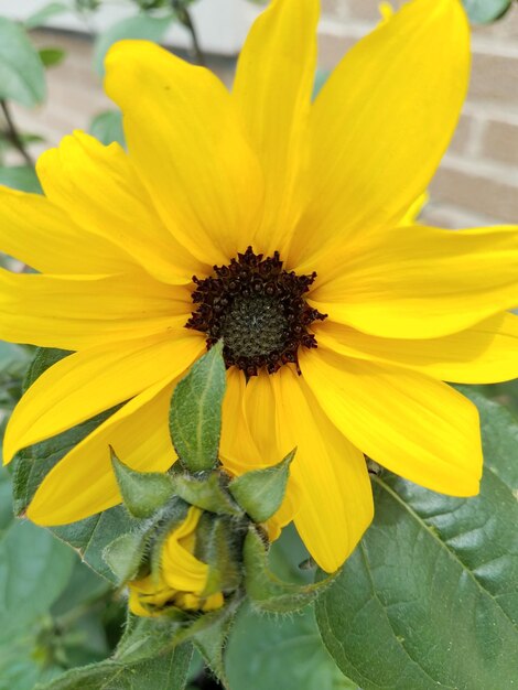 Close-up of yellow sunflower