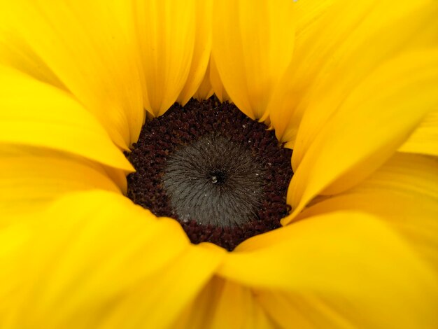 Close-up of yellow sunflower