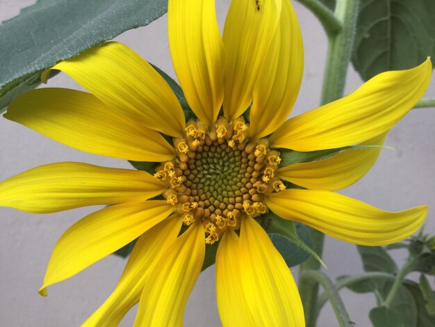 Close-up of yellow sunflower