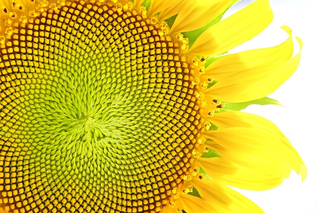 Close-up of yellow sunflower