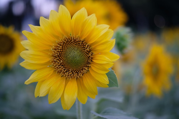 Photo close-up of yellow sunflower