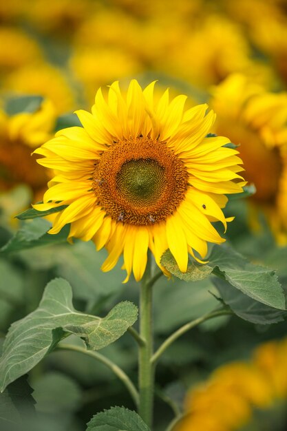 Close-up of yellow sunflower