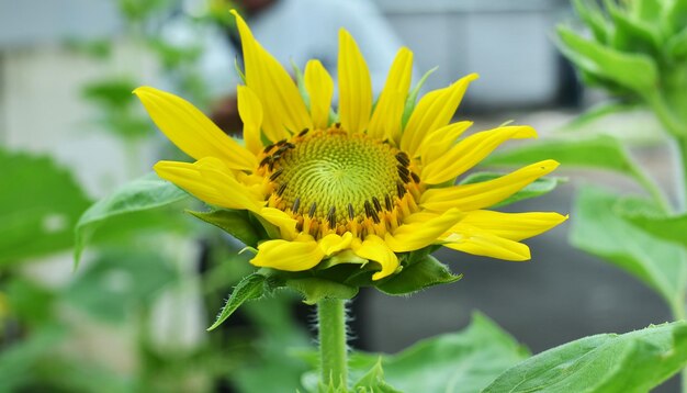 Foto prossimo piano del girasole giallo