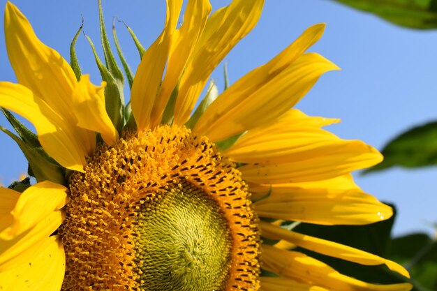 Close-up of yellow sunflower