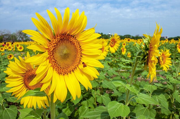 Close-up of yellow sunflower