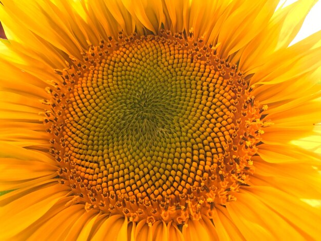 Close-up of yellow sunflower