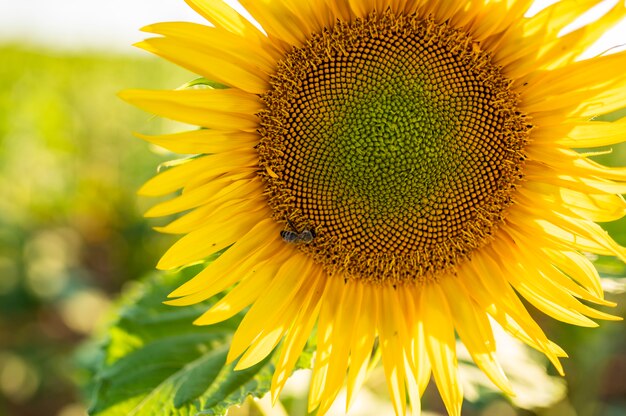 Close-up of a yellow sunflower