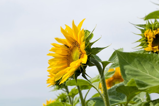 Close up on yellow sunflower