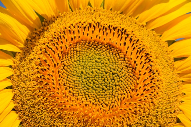 Close-up of yellow sunflower