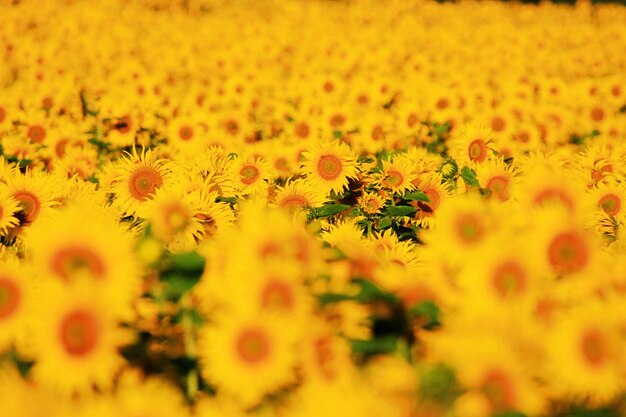 Close-up of yellow sunflowers on field