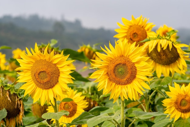 Close-up of yellow sunflowers on field