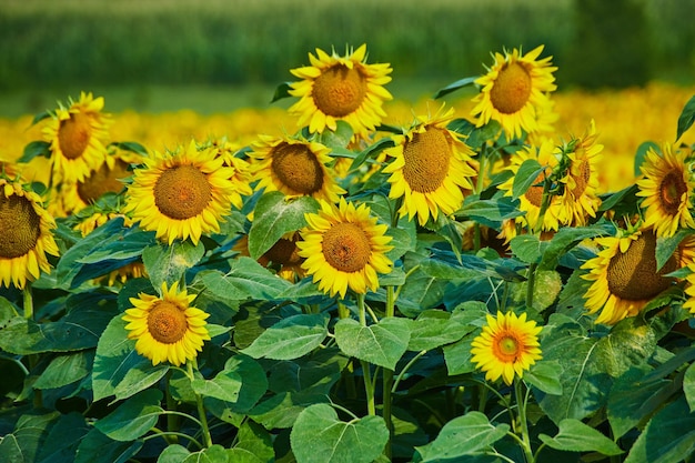 Close up of yellow sunflowers with blurry corn crop in distance