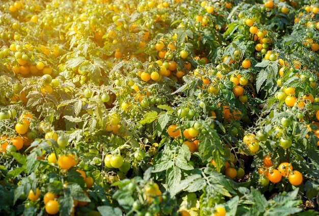 黄色いトマト農園のクローズアップ