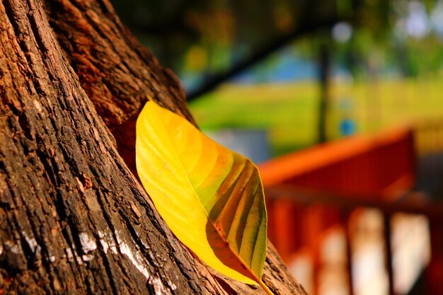 Close-up of yellow tree trunk