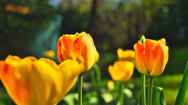 Close-up of yellow tulip flower on field