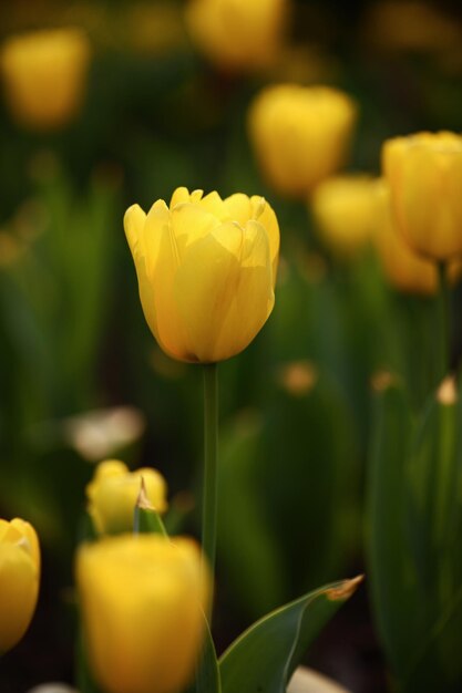 Close-up of yellow tulip flower