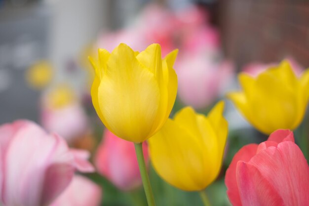 Close-up of yellow tulip