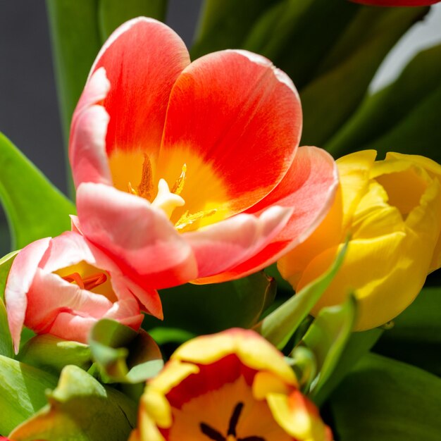 Photo close-up of yellow tulip
