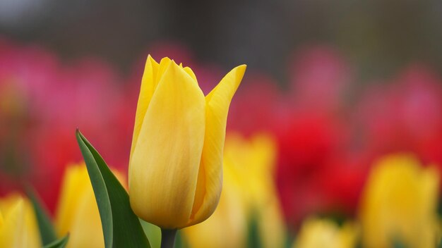 Foto prossimo piano di un tulipano giallo