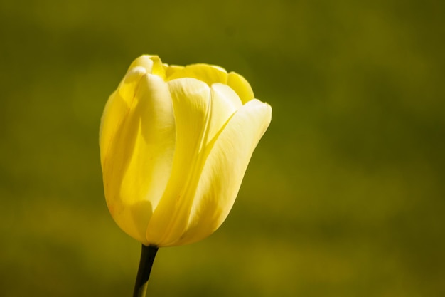 Close-up of yellow tulip