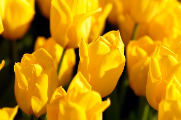 Close-up of yellow tulip