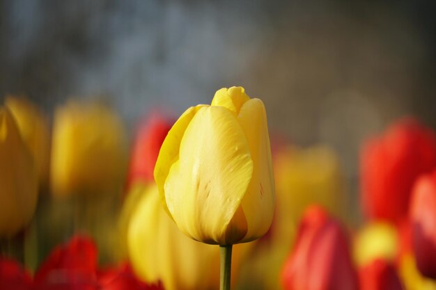 Close-up of yellow tulip