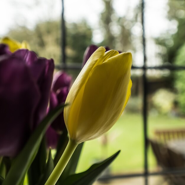 Close-up of yellow tulip