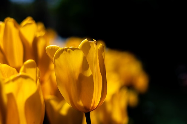 Close-up of yellow tulip