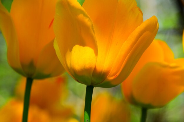 Close-up of yellow tulip