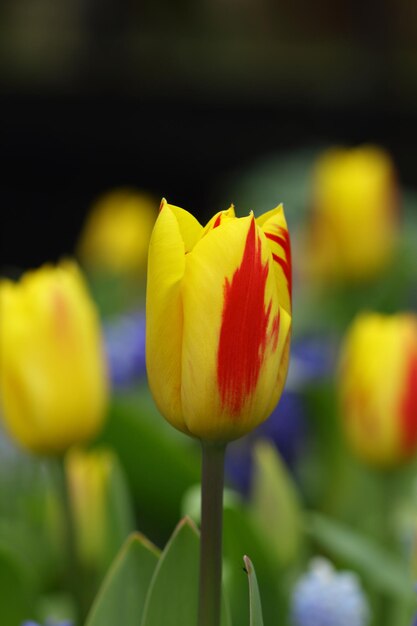 Photo close-up of yellow tulip