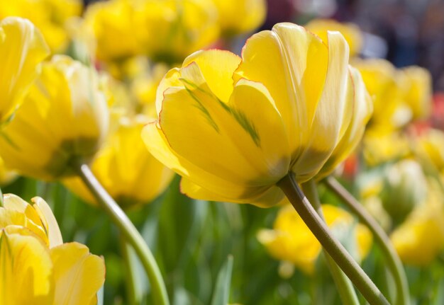 Close-up of yellow tulip