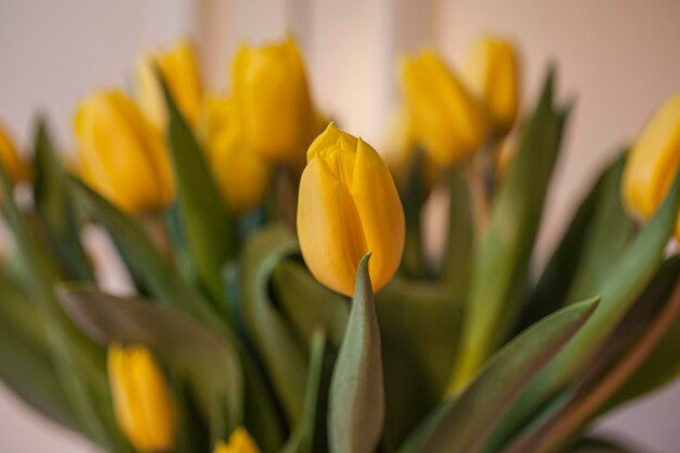 Close-up of yellow tulip