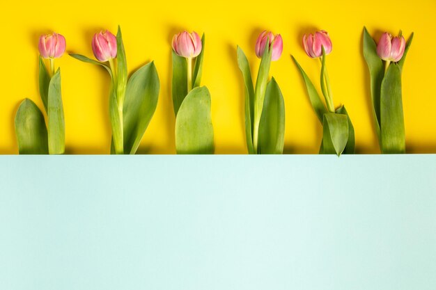 Close-up of yellow tulips against white background