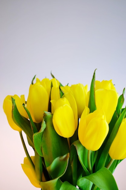 Close-up of yellow tulips against white background