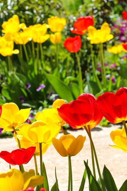 Close-up of yellow tulips blooming on field