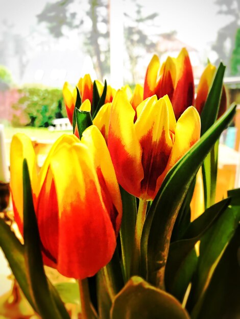 Close-up of yellow tulips blooming outdoors