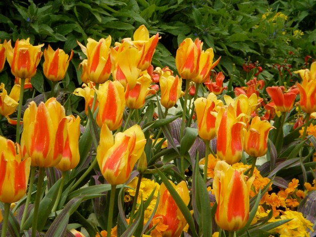 Close-up of yellow tulips blooming outdoors