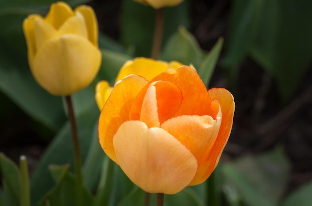 close-up of yellow tulips blooming outdoors